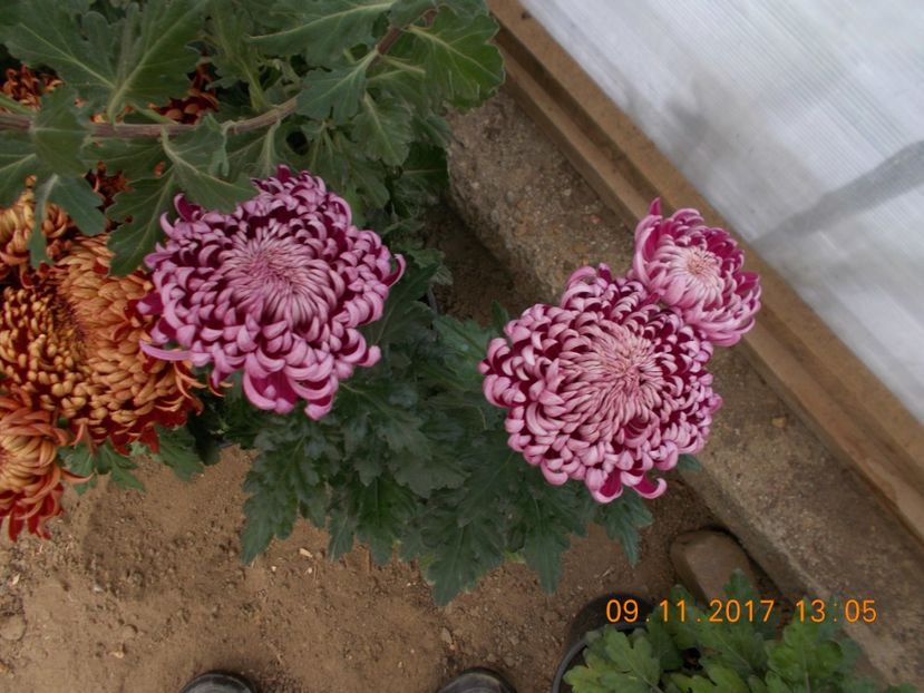  - CRIZANTEME 2017