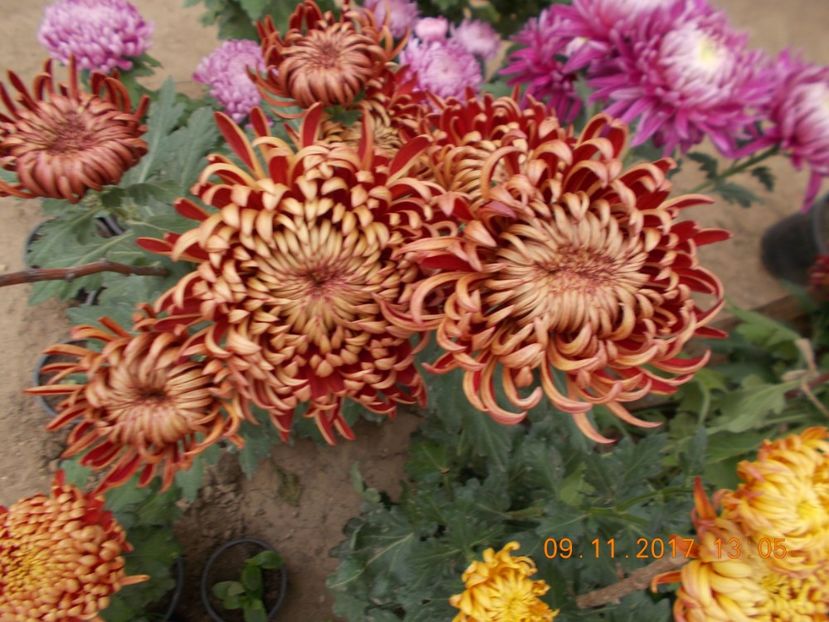 - CRIZANTEME 2017