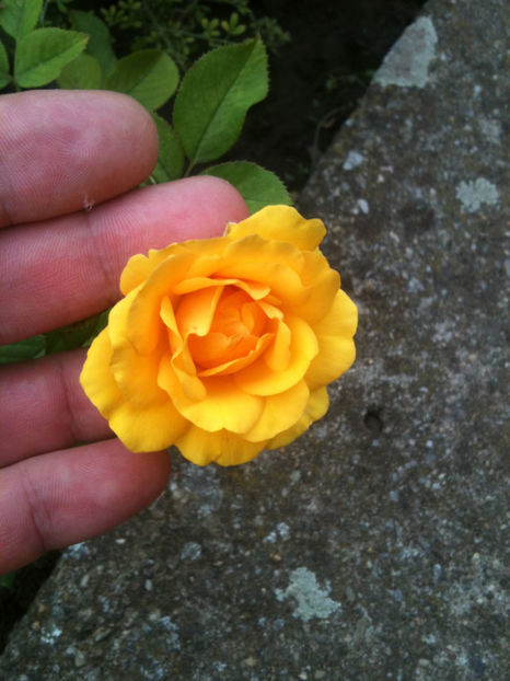 miniroza 4 - Trandafiri