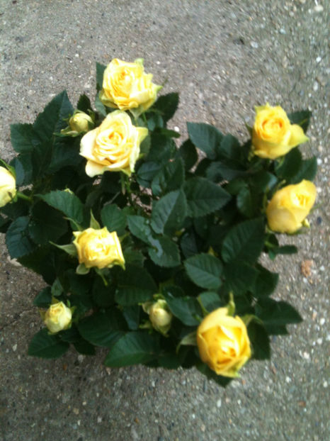 miniroza 5 - Trandafiri