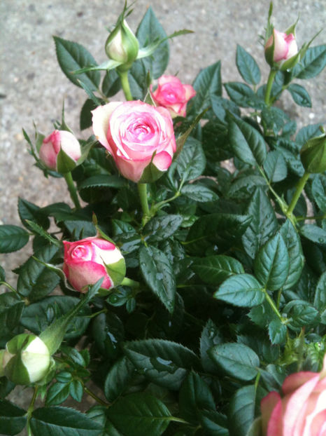 miniroza - Trandafiri