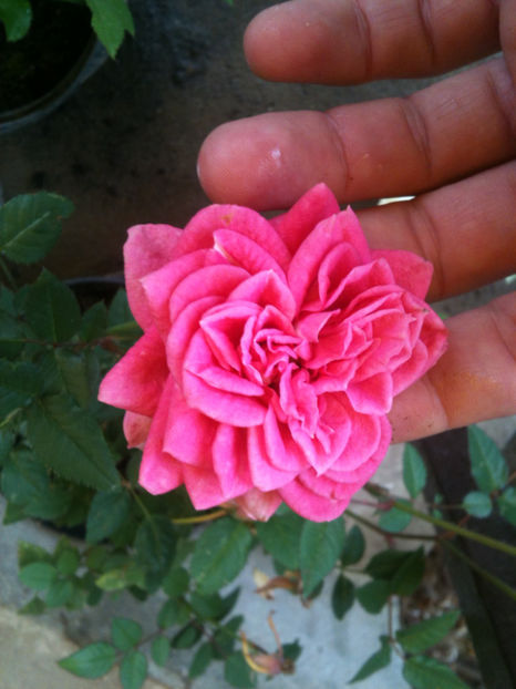 din samanta de.. Morsdag rosu..prima floare - Trandafiri
