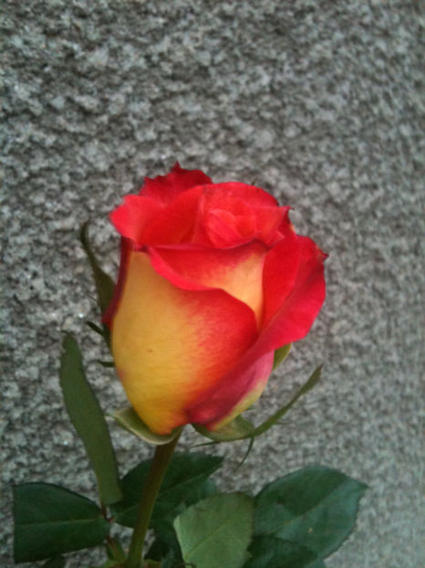 High Society - Trandafiri clasici si spray