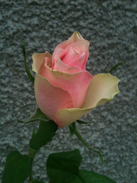 La Belle - Trandafiri clasici si spray