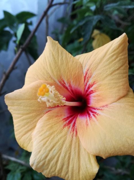  - 2017 Cuban Variety