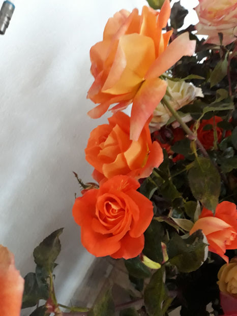  - ZZ TRANDAFIRI DIN GRADINA MEA TOAMNA 2017