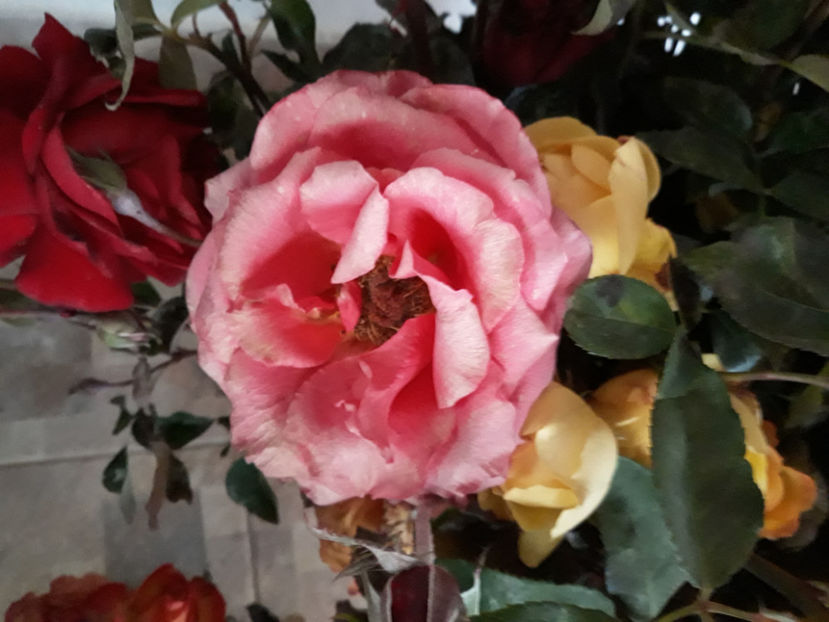  - ZZ TRANDAFIRI DIN GRADINA MEA TOAMNA 2017