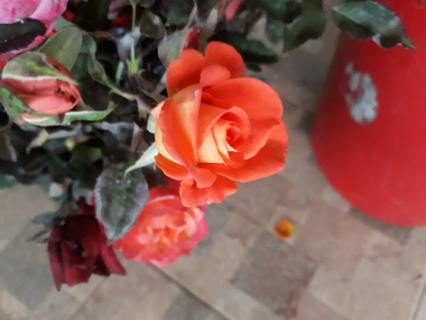  - ZZ TRANDAFIRI DIN GRADINA MEA TOAMNA 2017