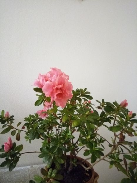 23.11.17 - 1Azaleea-Begonia