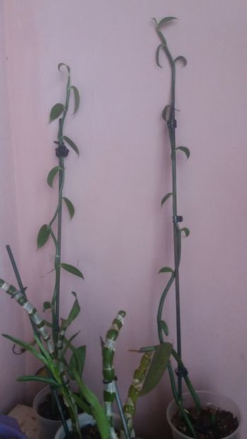 Vanilla - Orhidee