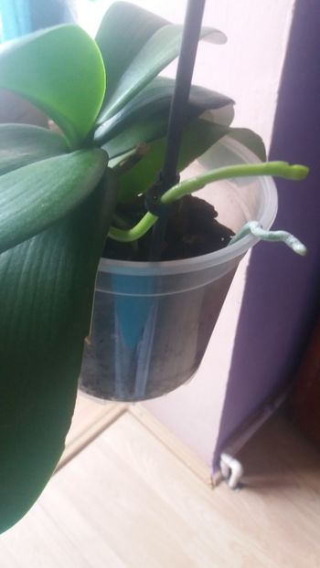 Phare alba - Orhidee