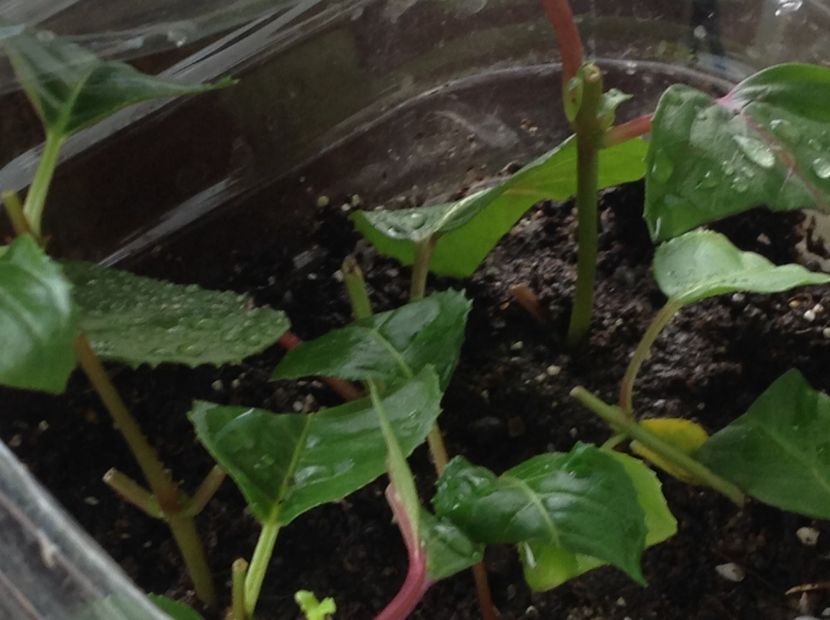  - Tăiere de igienizare fucsia