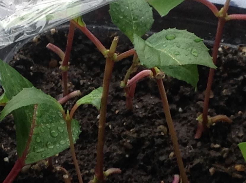  - Tăiere de igienizare fucsia