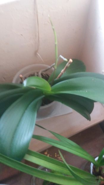 Phare mov - Orhidee