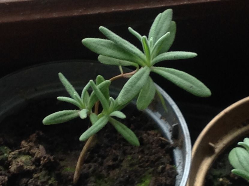  - Lavanda răsaduri anul 1