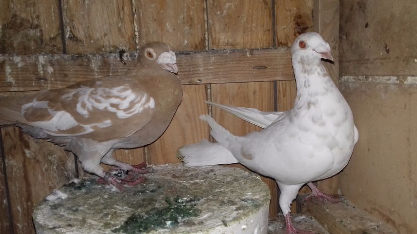 26 - V--MATCA- pt- 2018-2018-----2018---