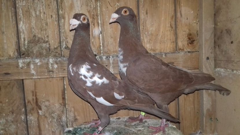 Per. 27..2017 - V--MATCA- pt- 2018-2018-----2018---