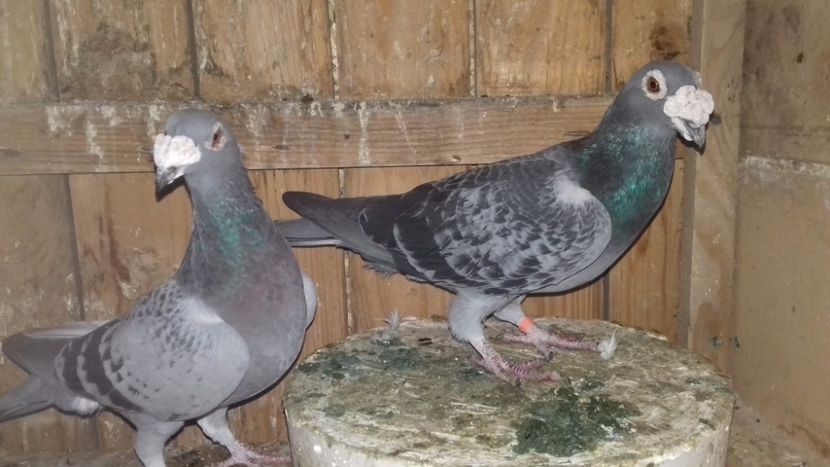 29 - V--MATCA- pt- 2018-2018-----2018---