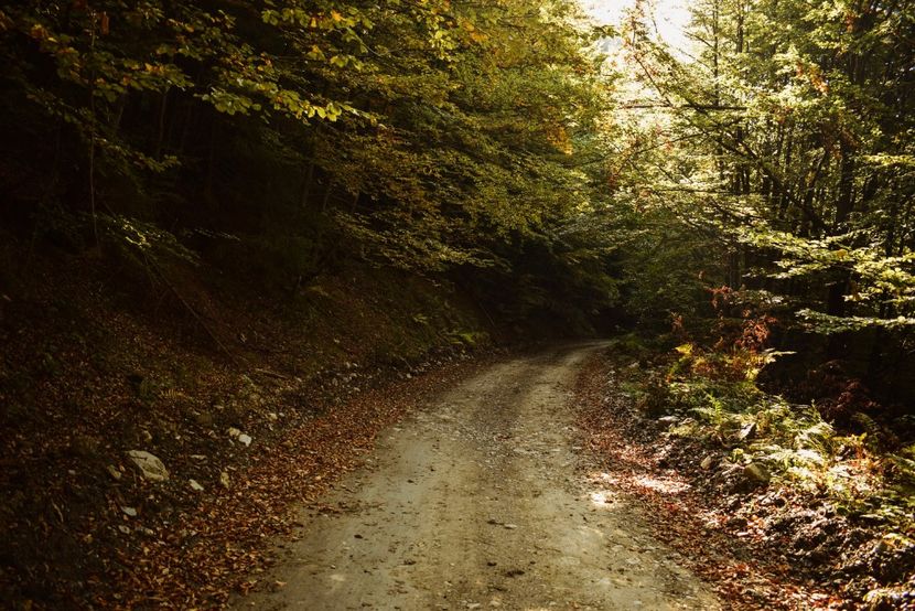  - Photo 11 - Toamna 2017