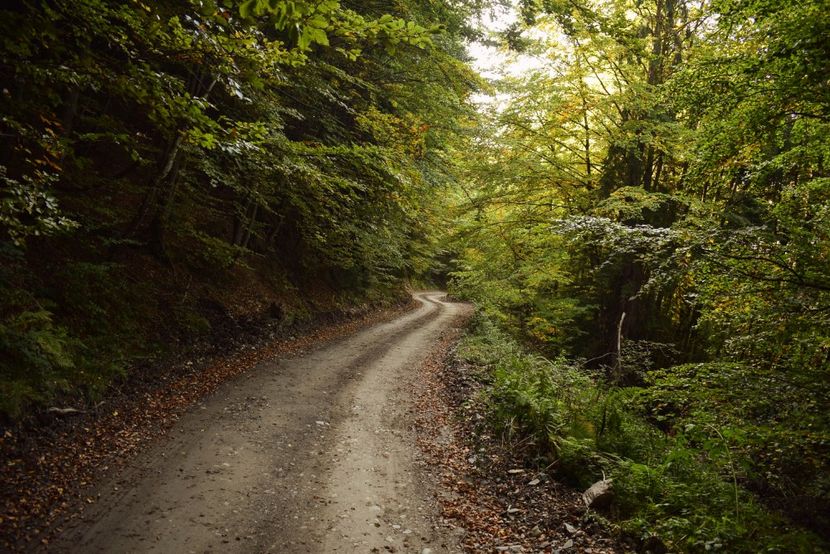  - Photo 11 - Toamna 2017