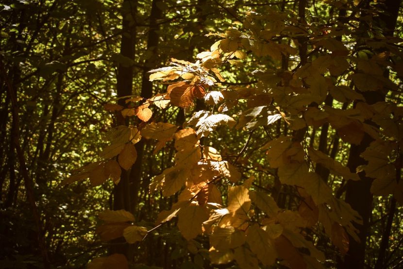  - Photo 11 - Toamna 2017