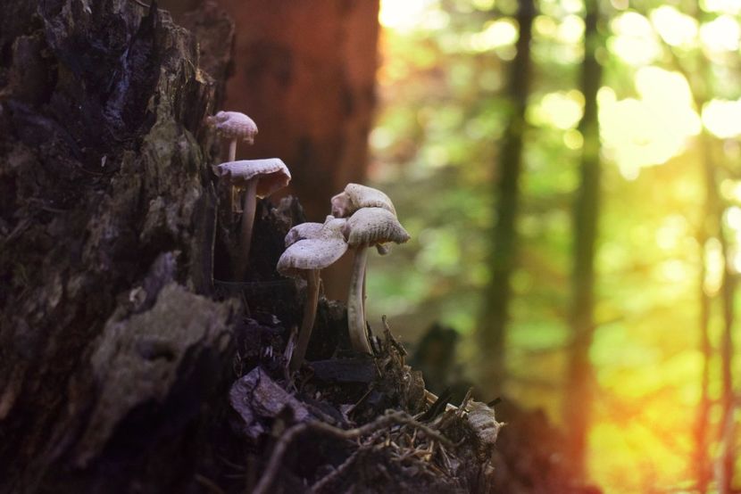  - Photo 11 - Toamna 2017