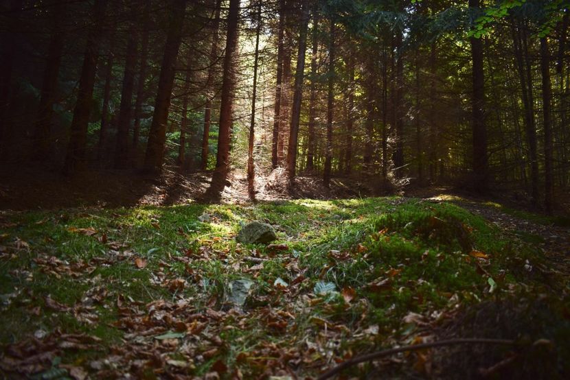  - Photo 11 - Toamna 2017