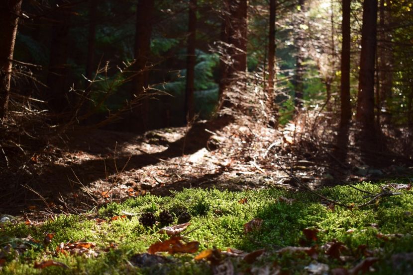  - Photo 11 - Toamna 2017