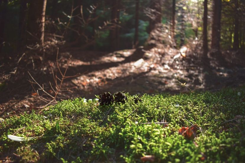  - Photo 11 - Toamna 2017