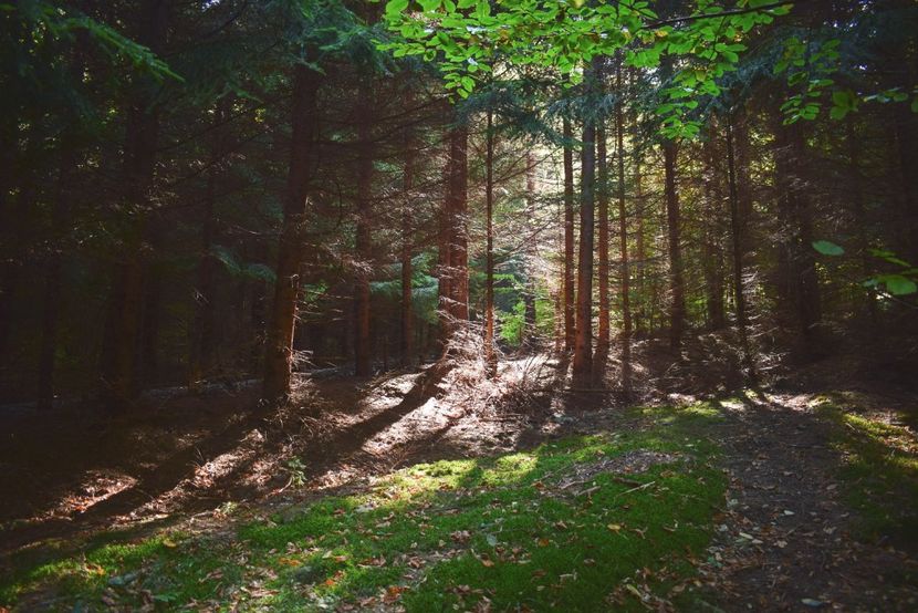  - Photo 11 - Toamna 2017