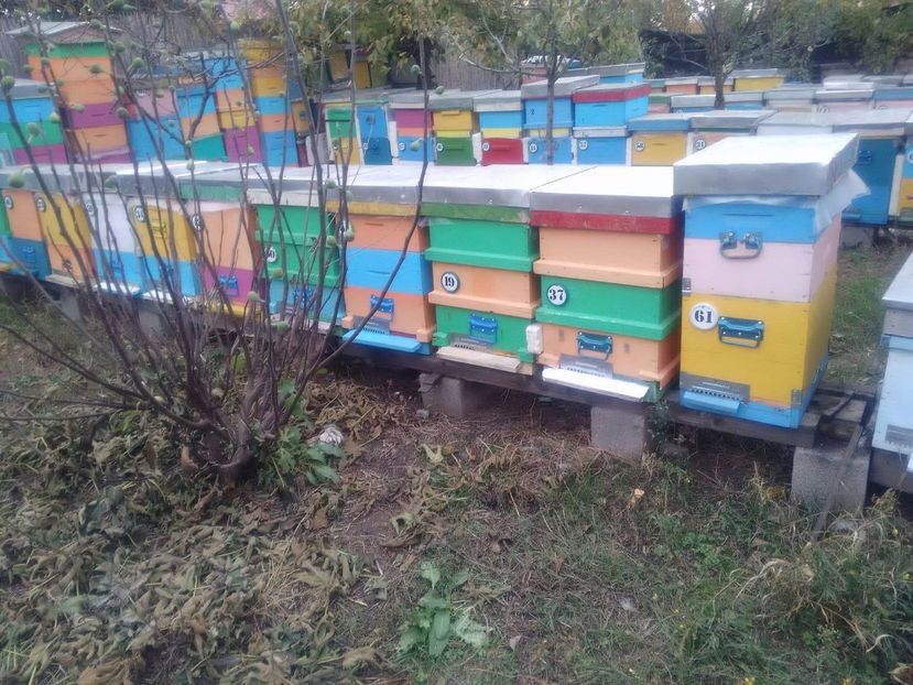 MER - NOIEMBRIE 2017