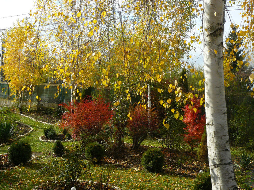 10.11.2017 - 2017_Toamna aurie