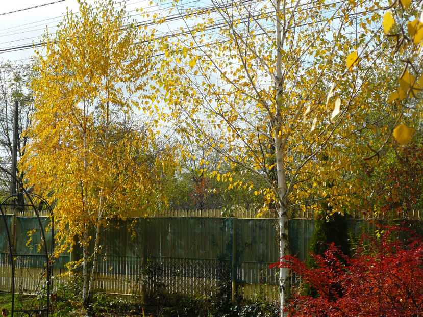 P1300970 - 2017_Toamna aurie