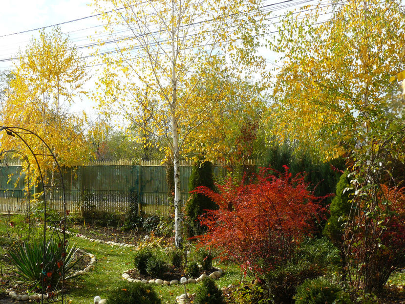 P1300975 - 2017_Toamna aurie