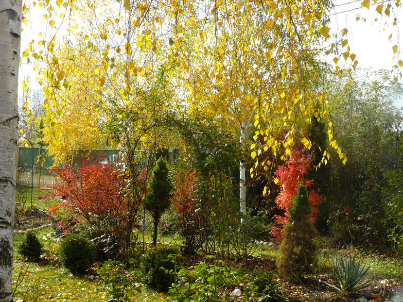 P1300977 - 2017_Toamna aurie