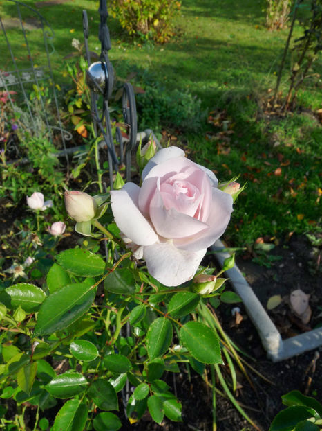  - 2017 - 03 - Toamna