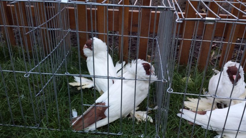  - 1 Cap de maur ROSU matca 2018