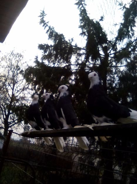  - Jucatori de Botosani 22-08-2012 albastri-argintii-pagi-pestrit