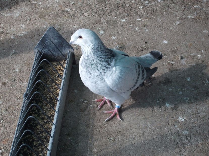 3 luni - porumbei 2017