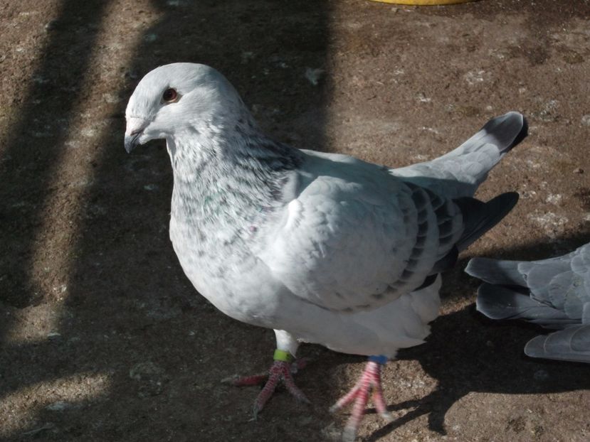 3 luni - porumbei 2017