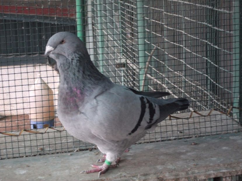 1 an - porumbei 2017