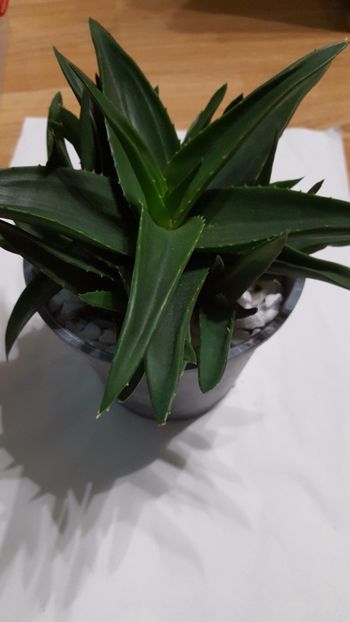  - Alworthia cv Black Gem
