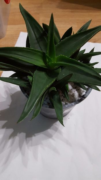  - Alworthia cv Black Gem
