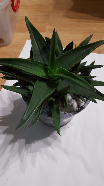  - Alworthia cv Black Gem
