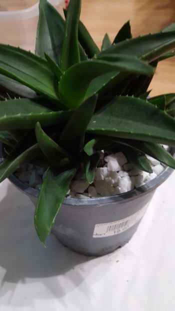  - Alworthia cv Black Gem