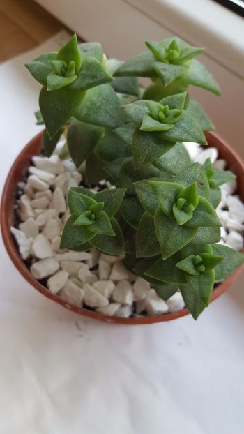  - Crassula perforata