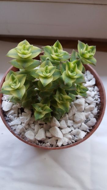  - Crassula perforata Variegata