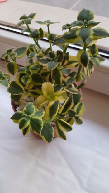  - Crassula sarmentosa N