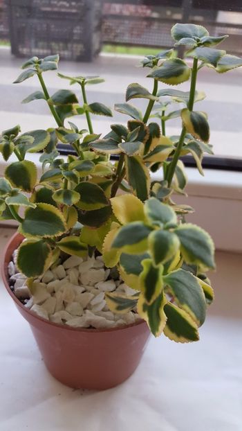  - Crassula sarmentosa N