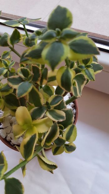  - Crassula sarmentosa N